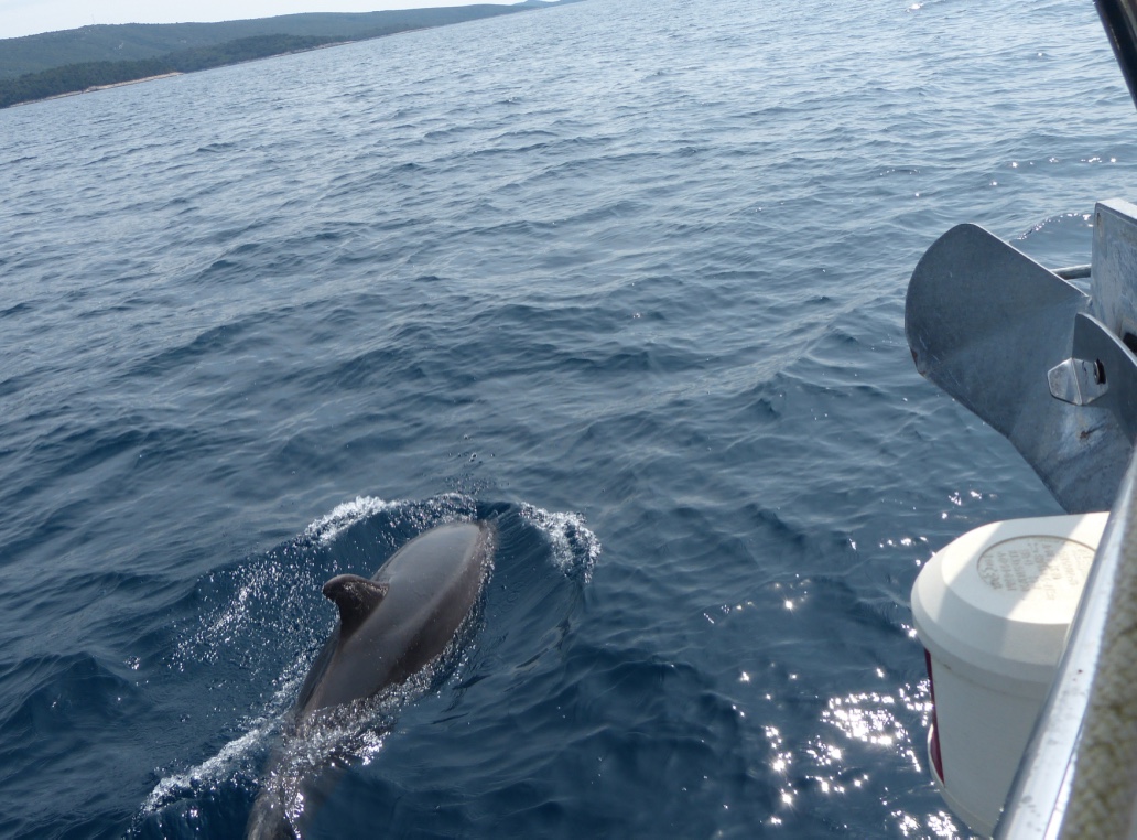 Delfin am Bug